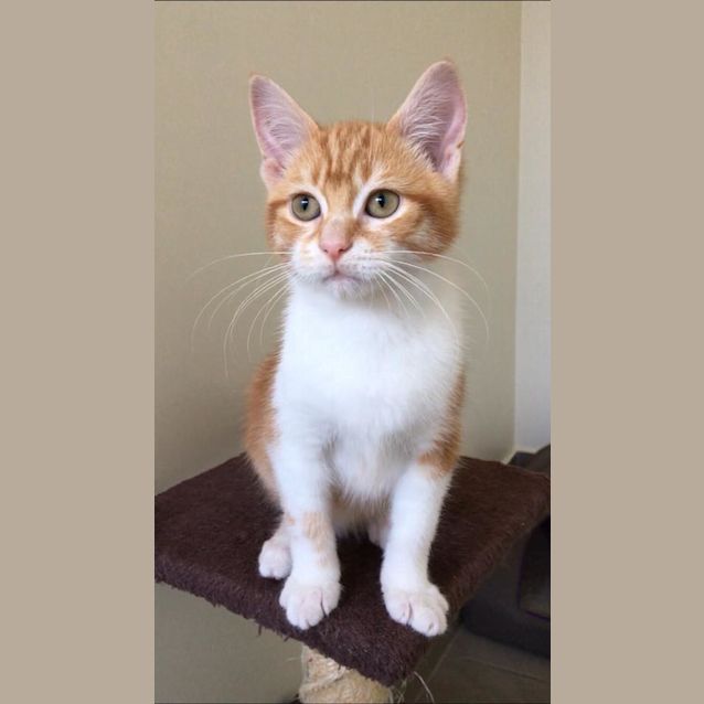 Photo of Henry 