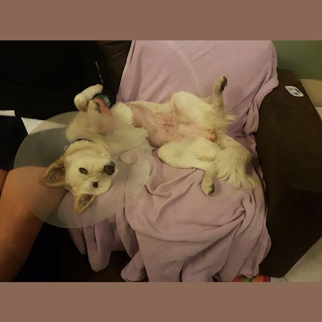 Photo of Molly ~ Maremma X Kelpie (On Trial 22/7/18)