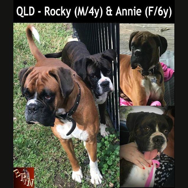 Photo of Rocky & Annie