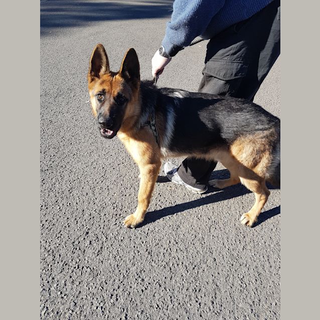 Rocky - Large Male German Shepherd Dog in NSW - PetRescue