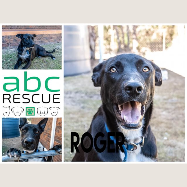 Photo of Roger (Attending The Big Adopt Out)