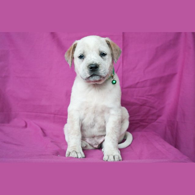 Photo of Nicholas Cage