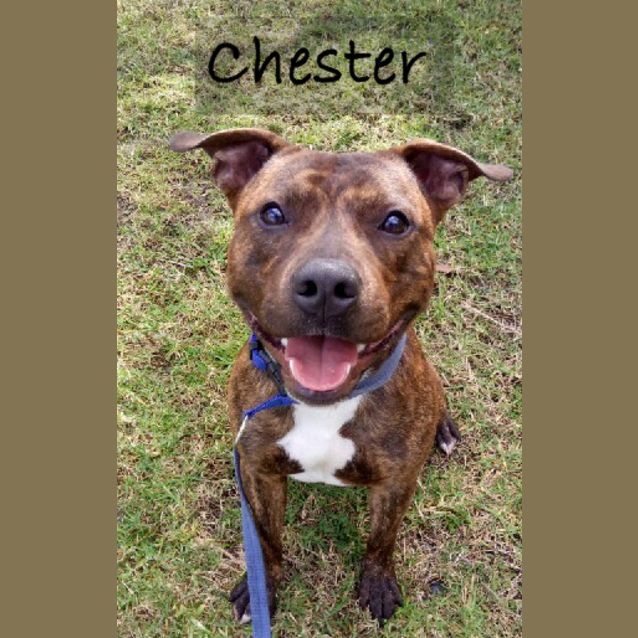 Photo of Chester