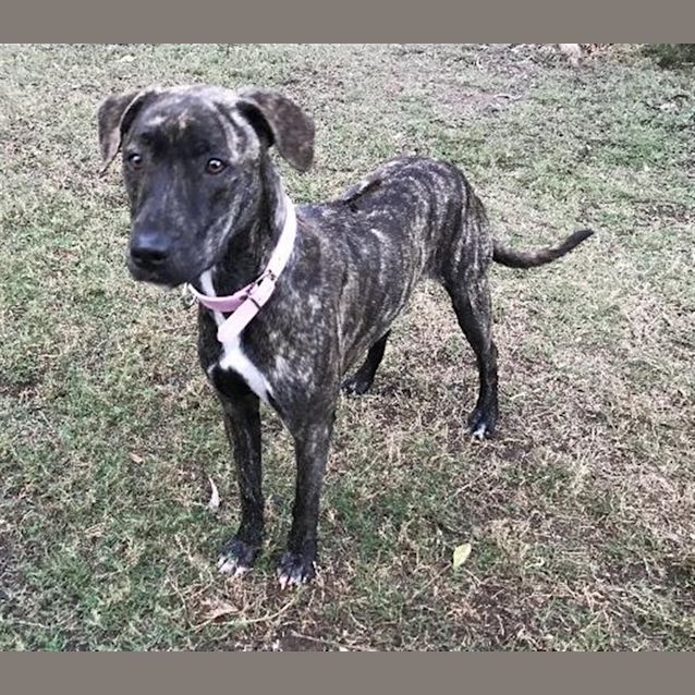 Photo of Bindi
