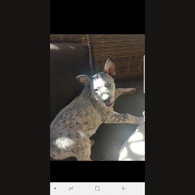 Photo of Blu