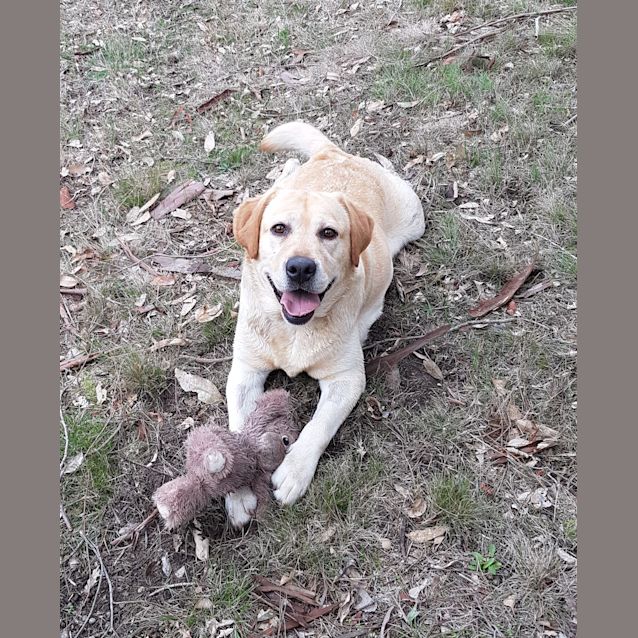 Photo of Koda
