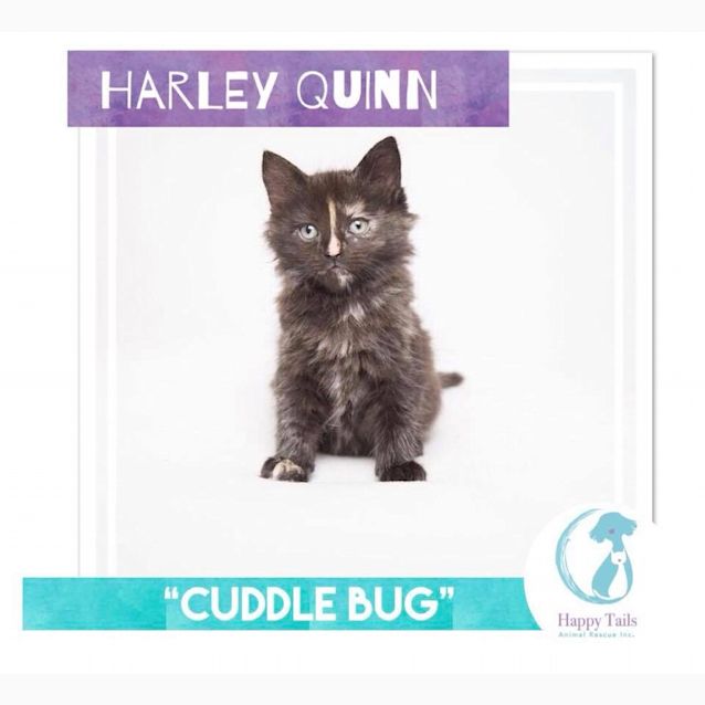 Photo of Harley Quinn