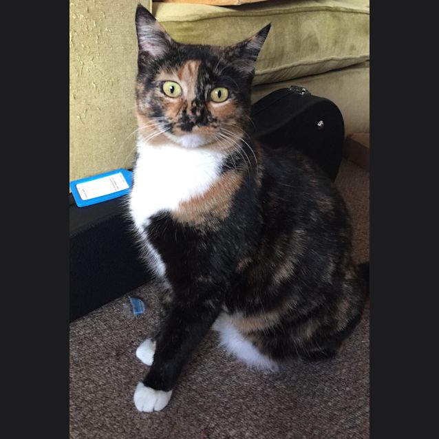 Photo of Golden 