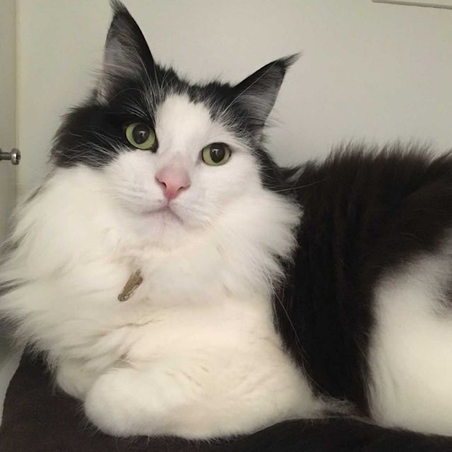 Photo of Patch