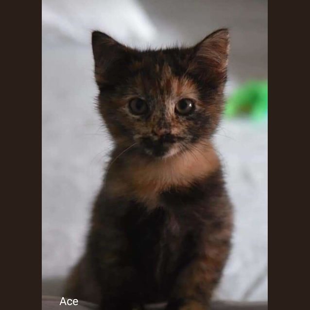 Photo of Ace