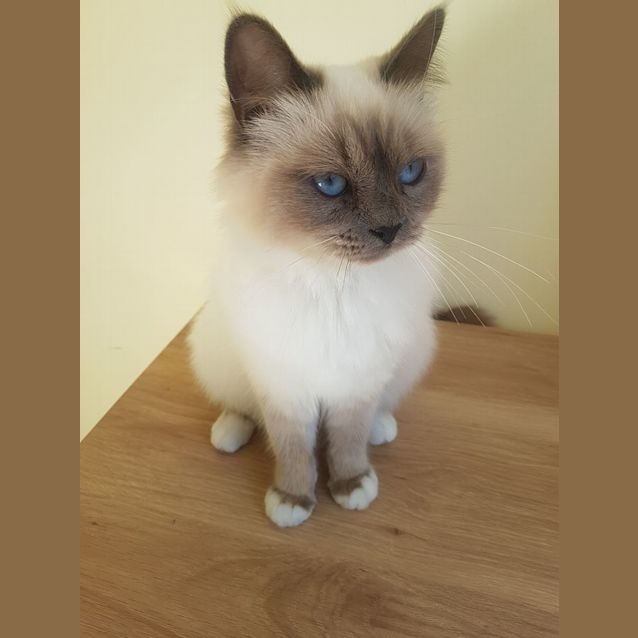Photo of Charlee