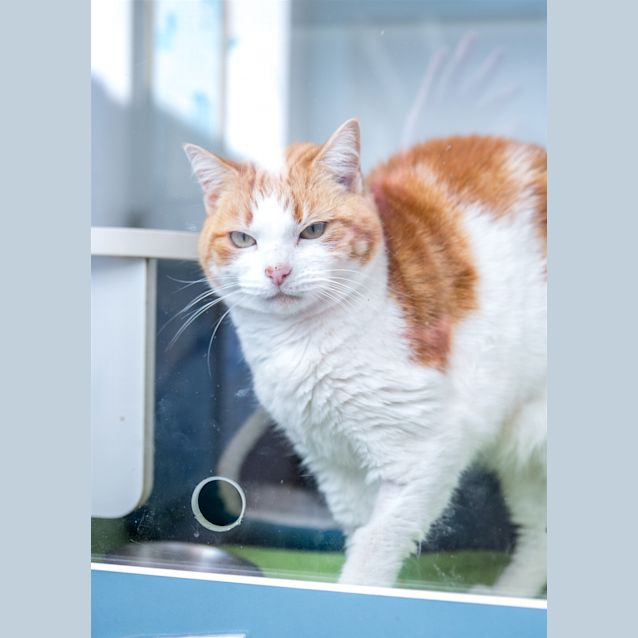 Photo of Sprinkles