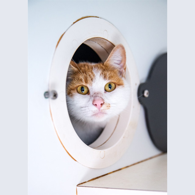 Photo of Kitty