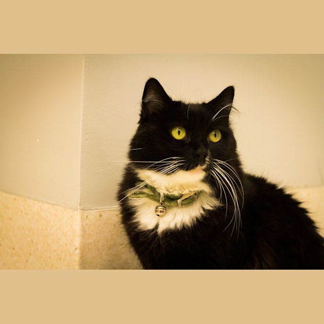 Photo of Percival
