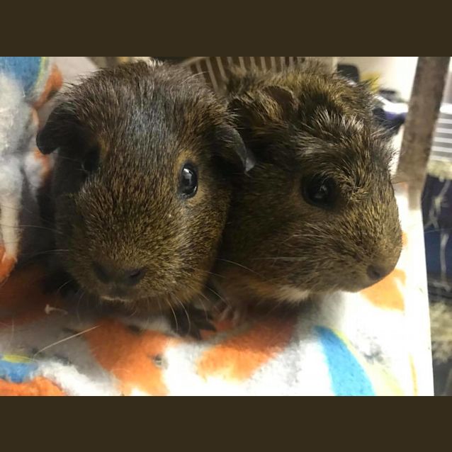 Photo of Brandy And Whiskey