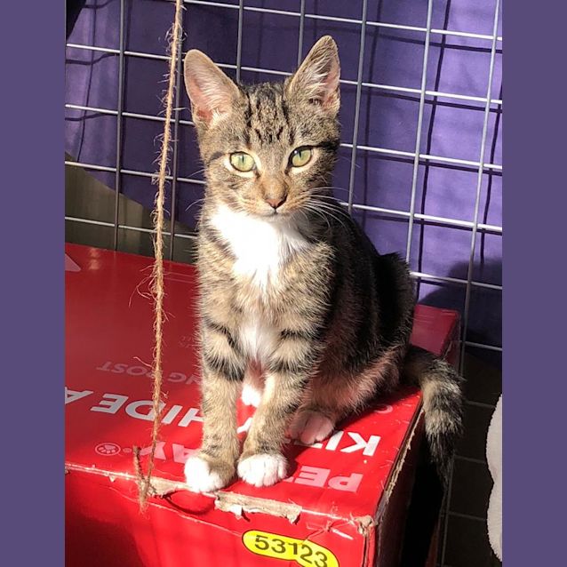 Photo of Basil