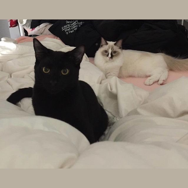 Photo of Marley The Pure Black Smooth Panther Cat!