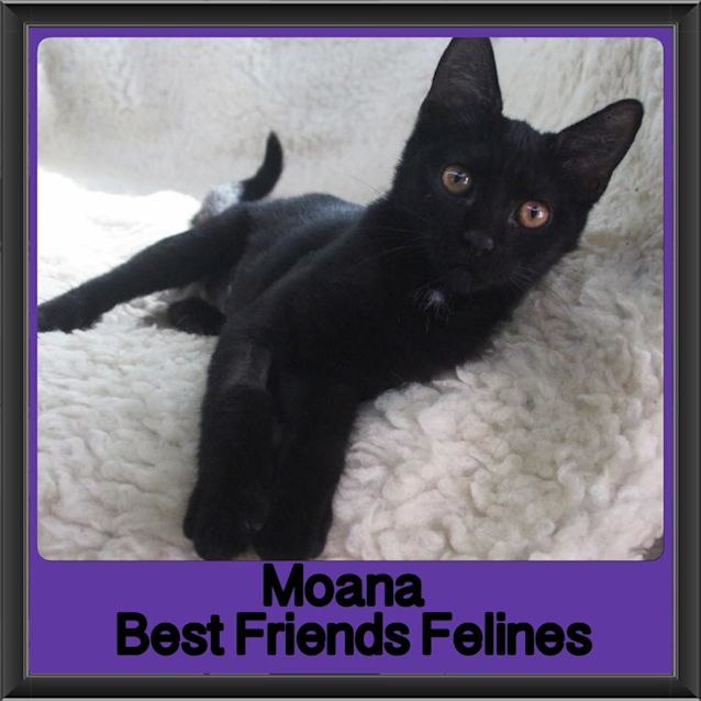 Photo of Moana