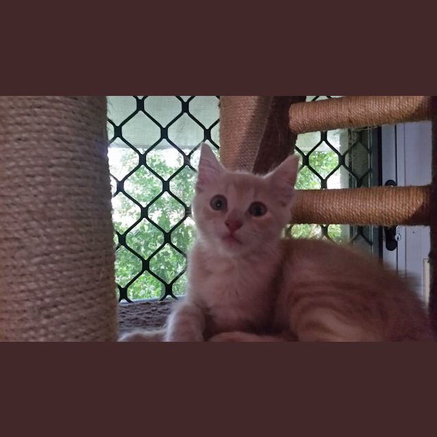 Photo of Maximus 