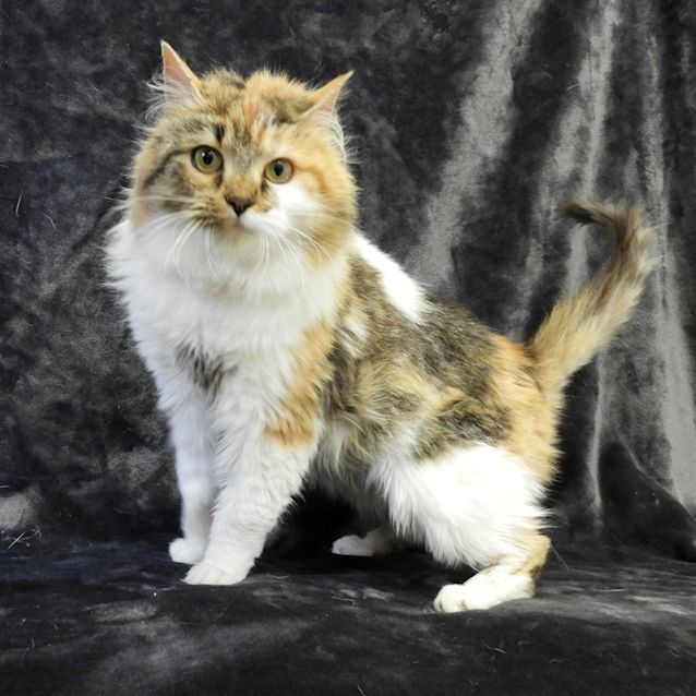 Photo of Tiffiany