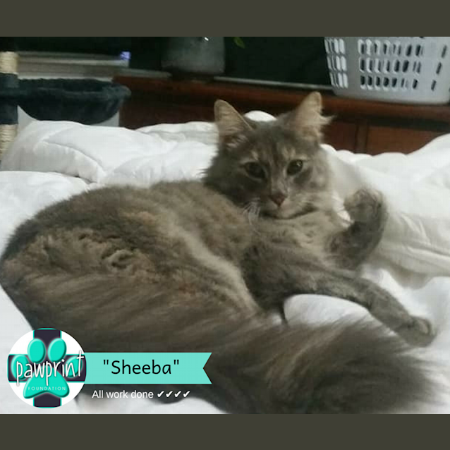 Photo of Sheeba