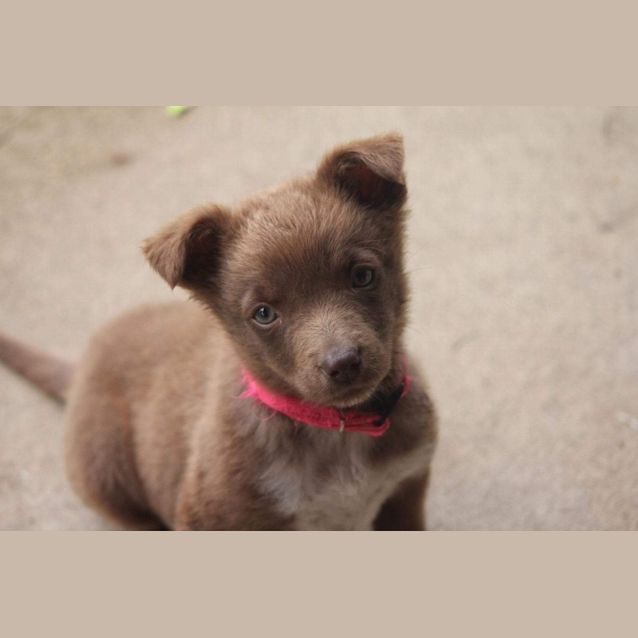 Photo of Chilli