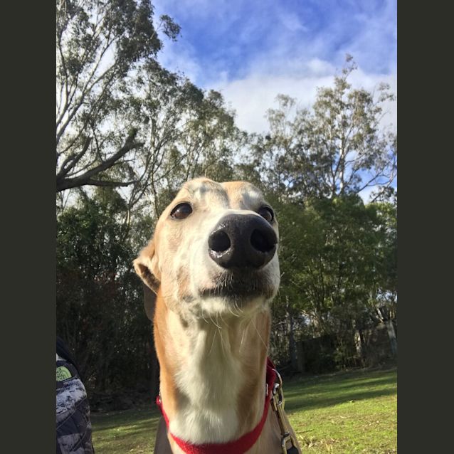 Photo of Edward (Adoption Pending)