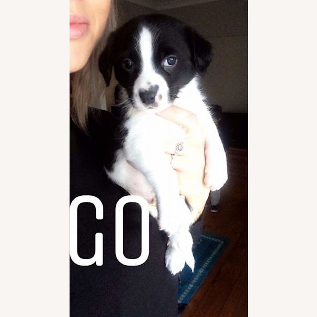 Photo of Go