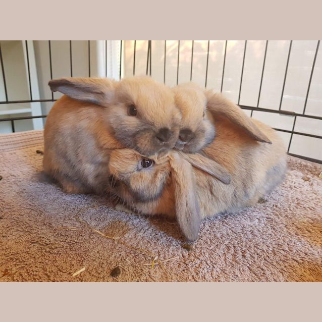 Photo of 4 Male Lops