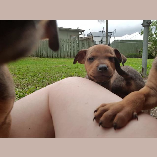 Photo of Riddle  **Adoption Pending**