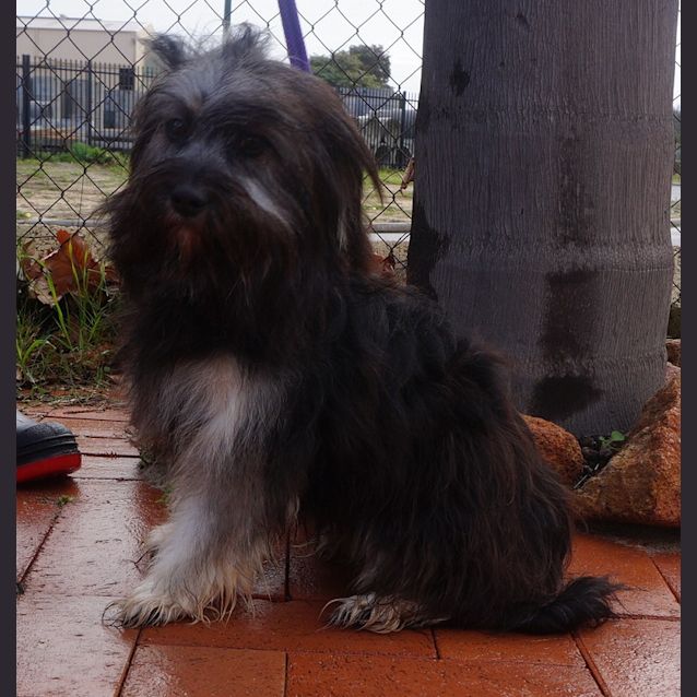 Photo of Emmet