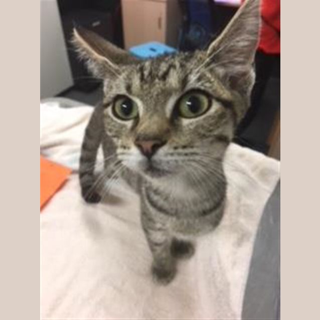 Photo of Muffin