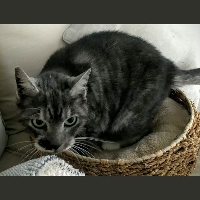 Photo of Frenchie
