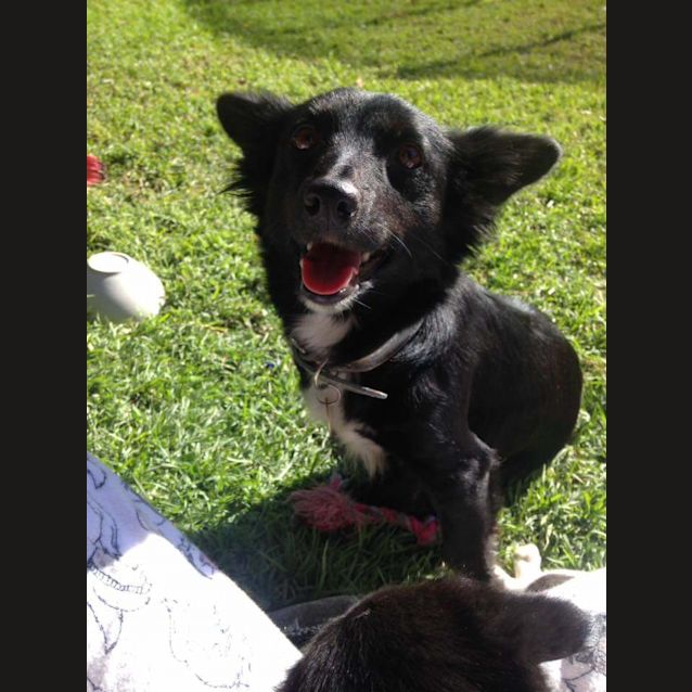 Photo of Oreo 