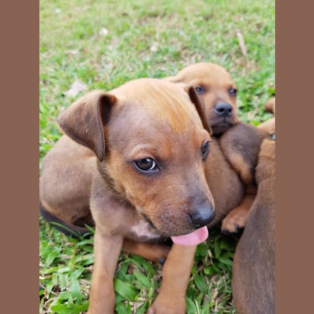 Photo of Raizen  *Adoption Pending*