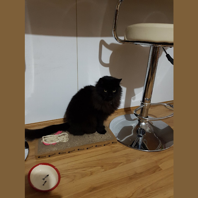 Photo of Puma (Bn C436) *Adoption Pending*
