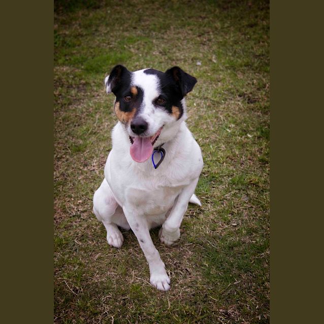 Photo of Spot~Border Collie Jack Russell (On Trial 28/7/18)