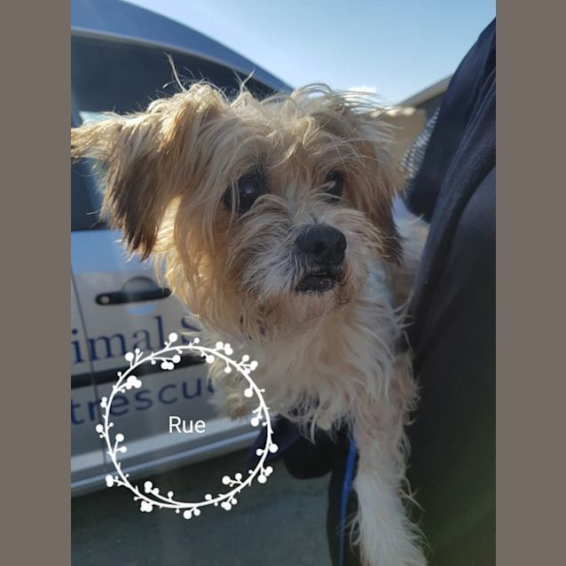 Photo of Rue