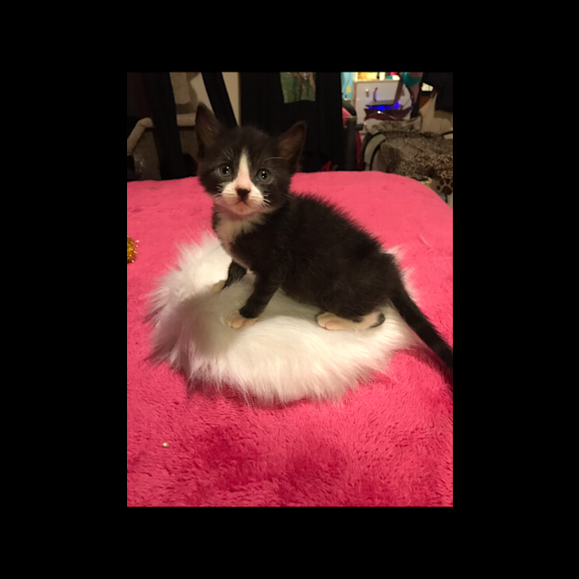Photo of Raini The Sweet Little Tuxedo Kitten!