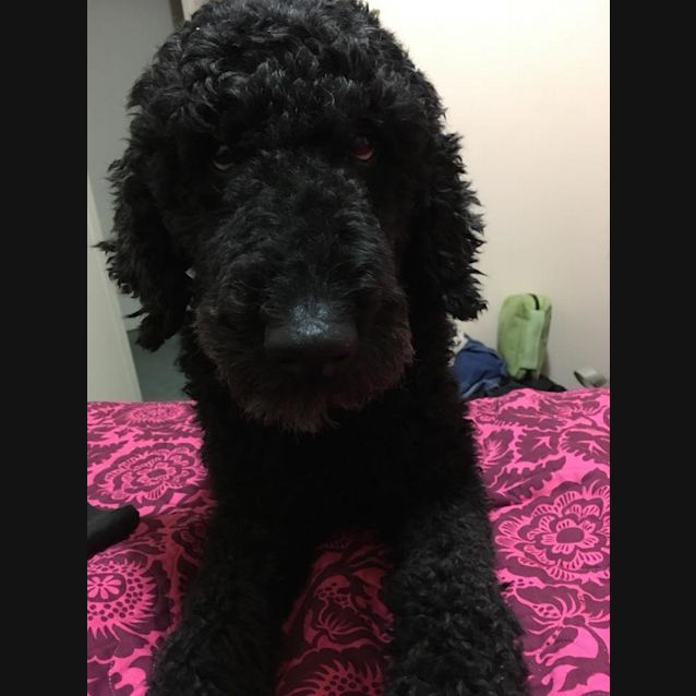 Photo of Benji Dl1948