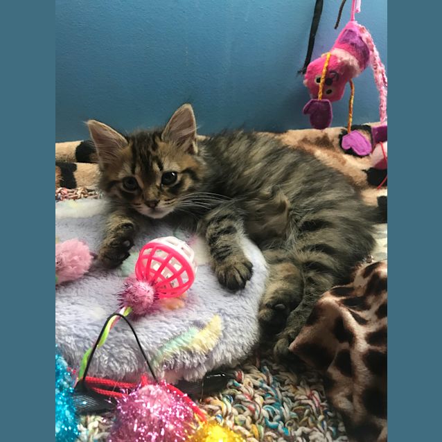 Photo of Mabel The Sweetest Fluffball Kitten!