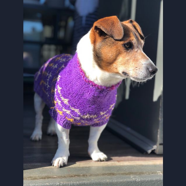 Photo of Teddy