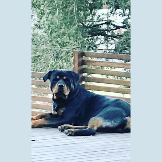 Photo of Hector