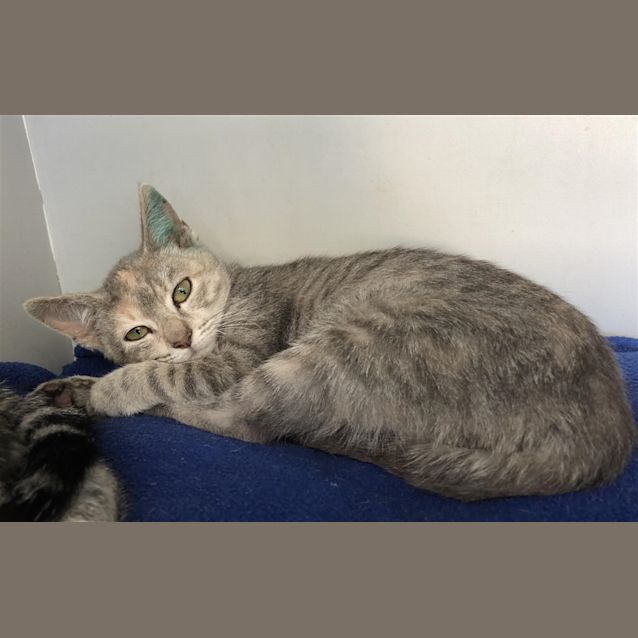 Photo of Luna