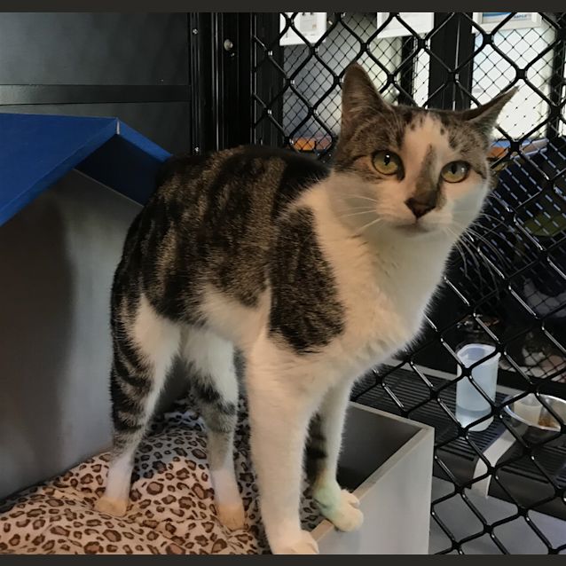 Photo of Sapphire