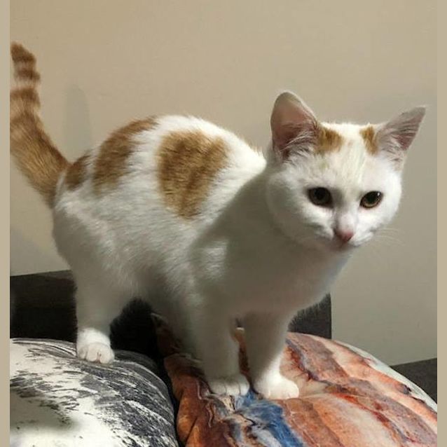 Photo of Evie **2nd Chance Cat Rescue**