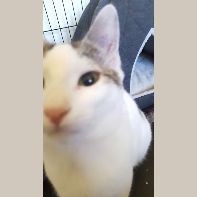 Photo of Lucky Prince The Uniquely Special Kitten!
