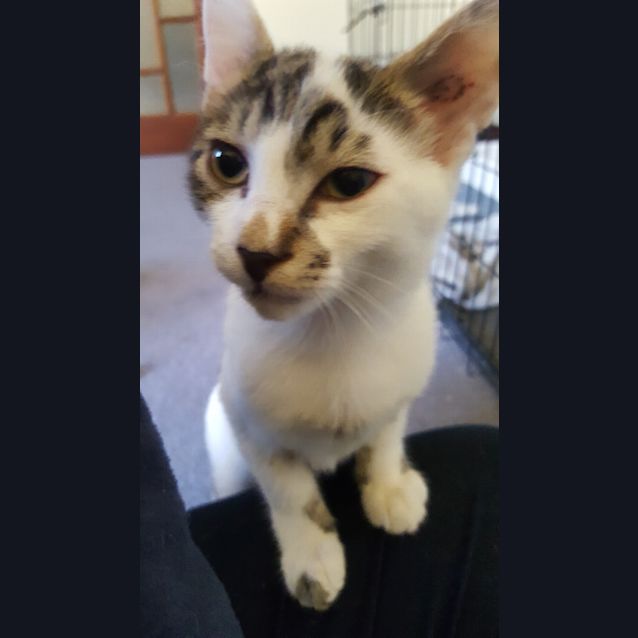 Photo of Boon The Super Smoocher Kitten!