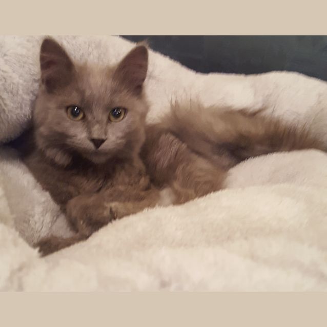 Photo of Jellybean The Fluffy Blue Grey Kitten!