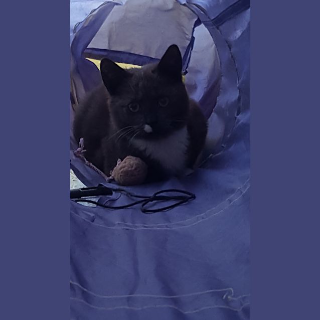 Photo of Jughead The Shy Little Boy Kitten!